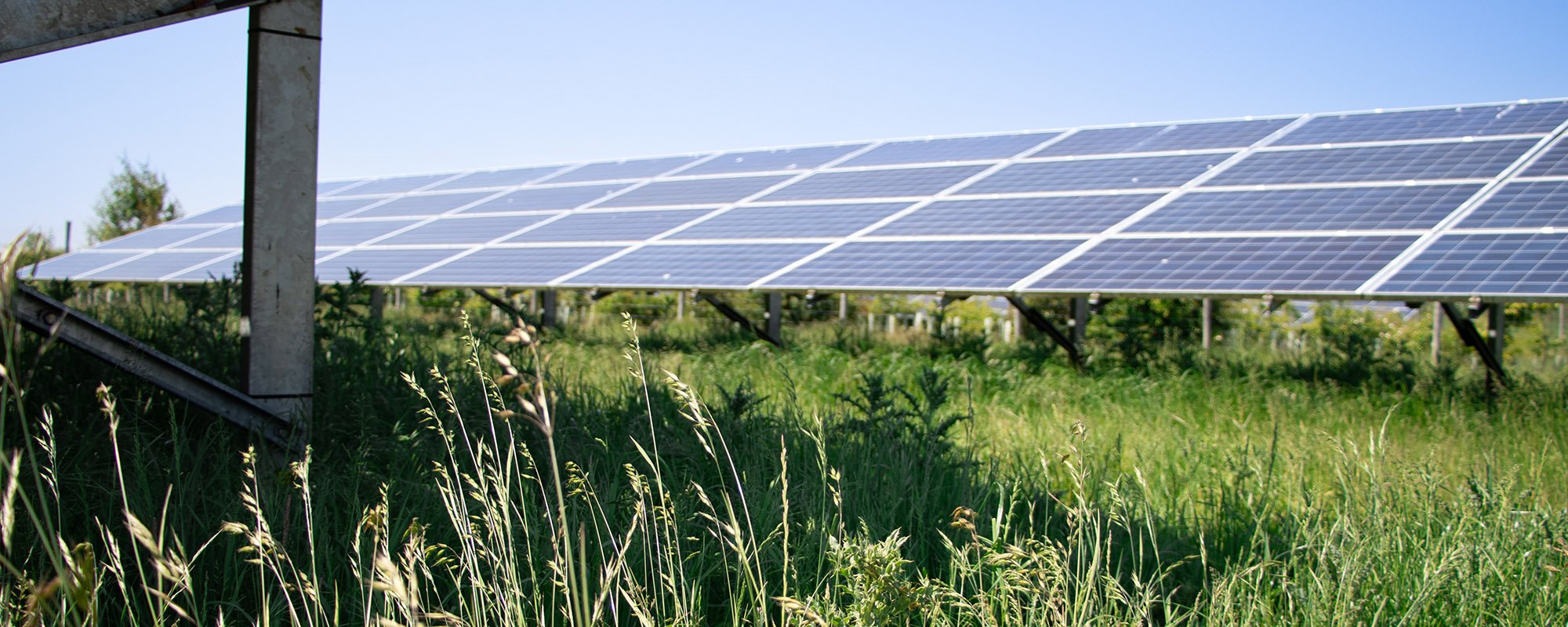 Rows of solar panels at a Lightsource bp solar project, installed across green grass with tall wildflowers in the foreground under a clear blue sky.