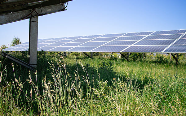 Rows of solar panels at a Lightsource bp solar project, installed across green grass with tall wildflowers in the foreground under a clear blue sky.