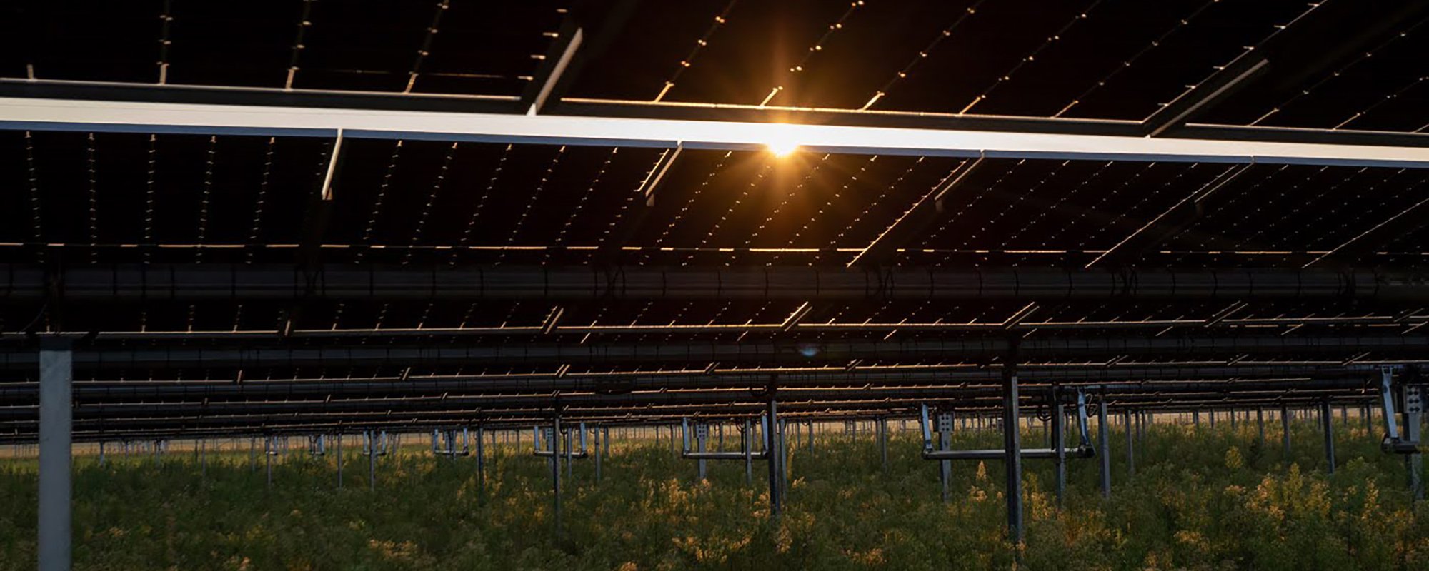 Rows of solar panels at a Lightsource bp solar project, with the sun setting behind them and wildflowers blooming in the grassy undergrowth.