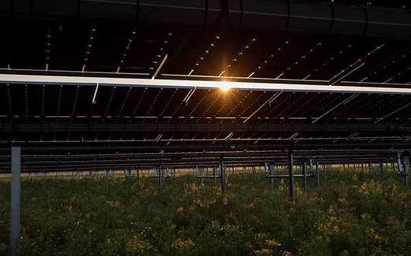 Rows of solar panels at a Lightsource bp solar project, with the sun setting behind them and wildflowers blooming in the grassy undergrowth.