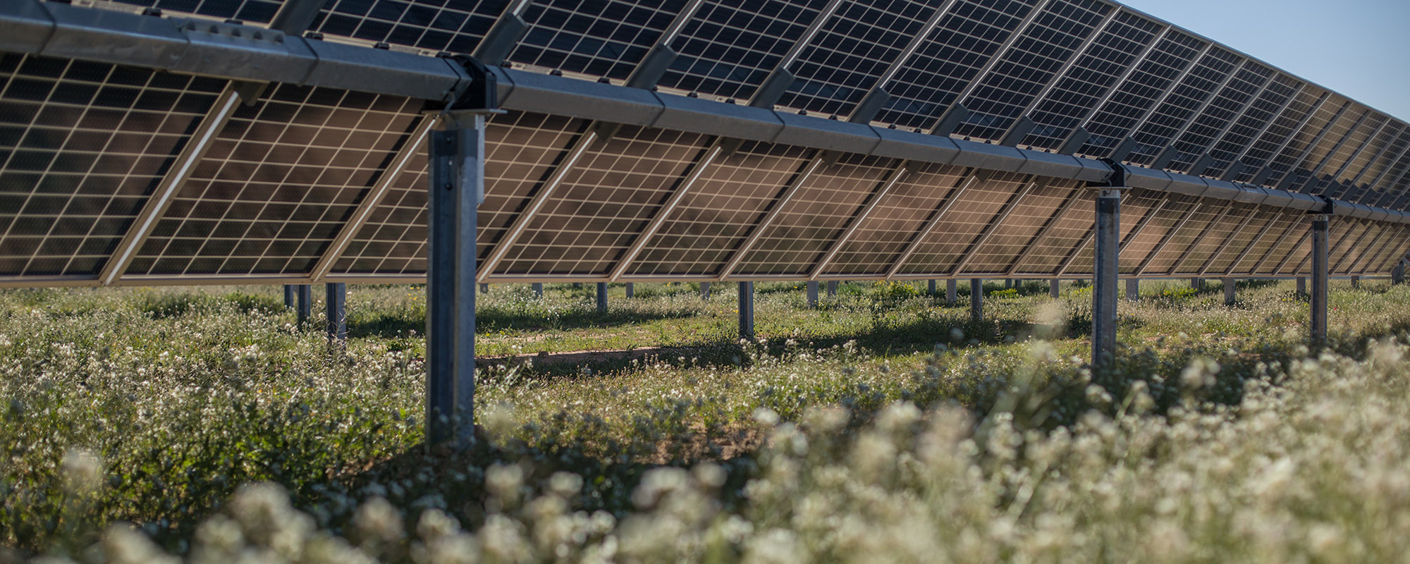 Rows of solar panels at a Lightsource bp solar project, with white wildflowers blooming in the grassy undergrowth beneath them.
