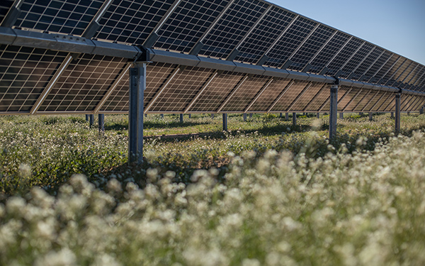 Rows of solar panels at a Lightsource bp solar project, with white wildflowers blooming in the grassy undergrowth beneath them.