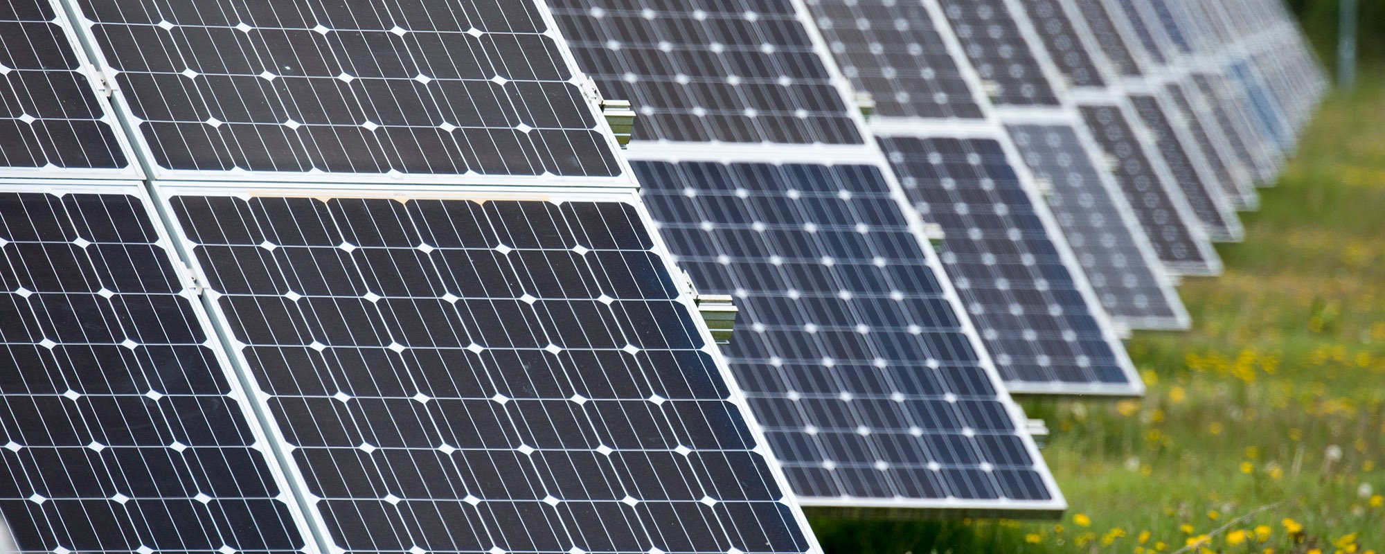 Rows of solar panels at a Lightsource bp solar project, installed across green grass with yellow wildflowers blooming in the foreground.