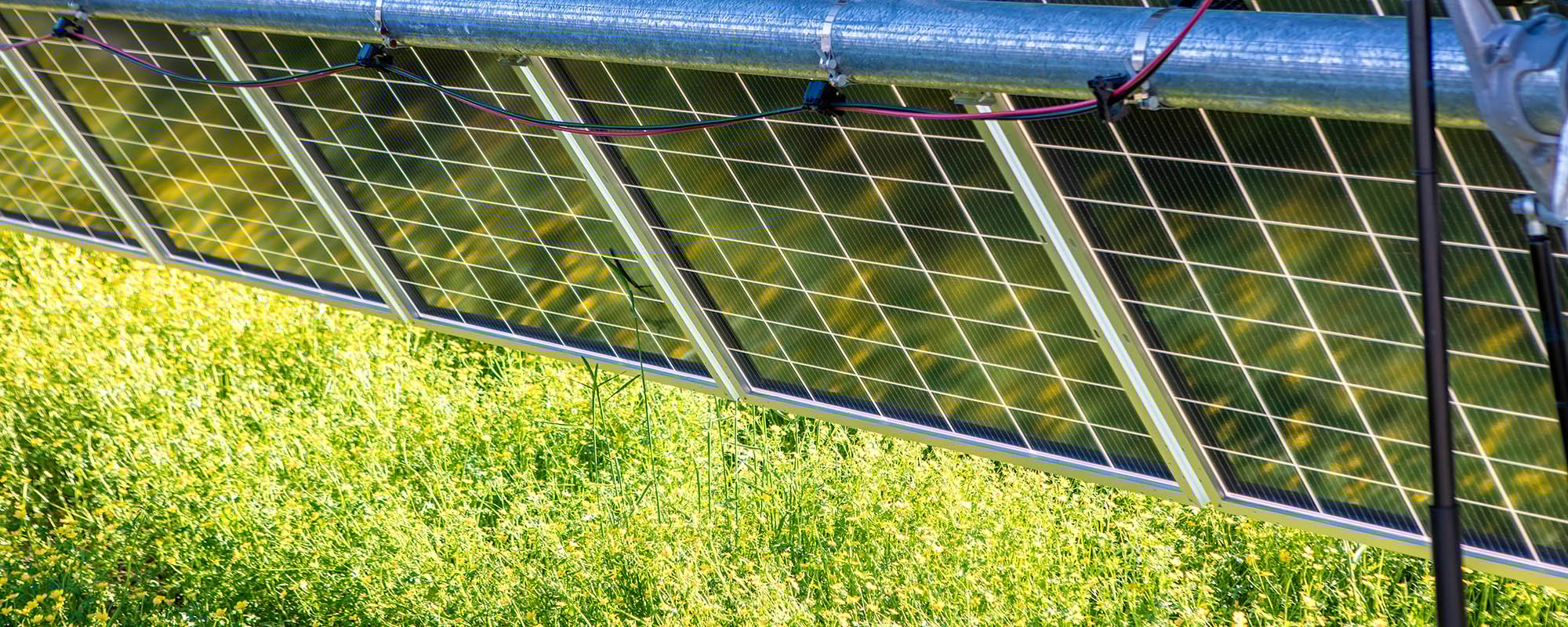 Rows of solar panels at a Lightsource bp solar project, installed above green grass with yellow wildflowers blooming in the foreground.