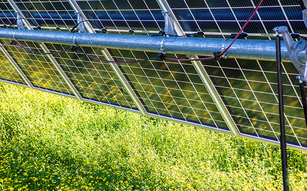 Rows of solar panels at a Lightsource bp solar project, installed above green grass with yellow wildflowers blooming in the foreground.