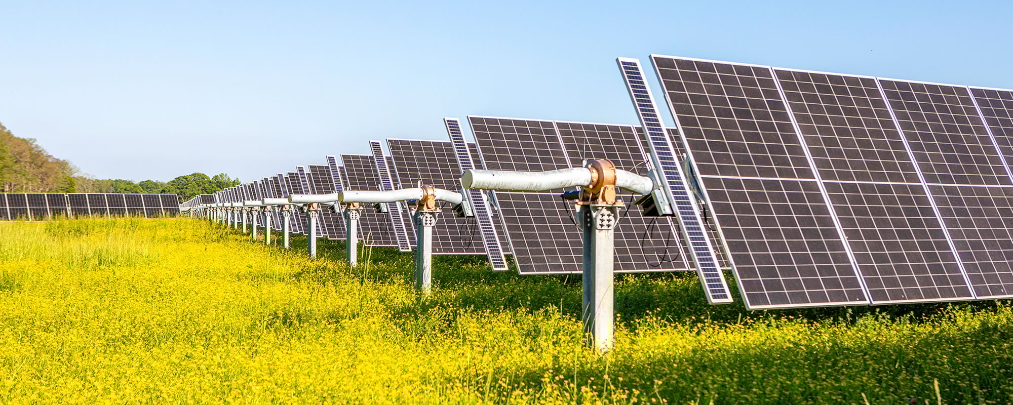 Rows of solar panels at a Lightsource bp solar project, installed across a field of bright yellow wildflowers under a clear blue sky.