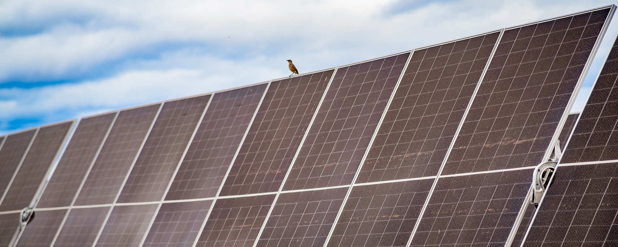 Low-angle view of a small brown bird perched atop a row of solar panels at a Lightsource bp solar project. The panels are angled toward a blue sky with soft white clouds, symbolizing how renewable energy infrastructure can coexist peacefully with local wildlife and natural habitats.