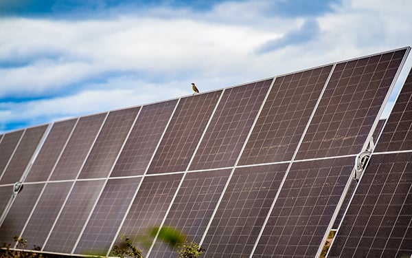 A small bird perches on a solar panel at a Lightsource bp solar project, with a partly cloudy sky in the background.