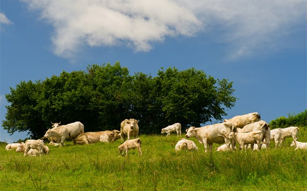 a herd of cows in a field, trees and blue sky behind them