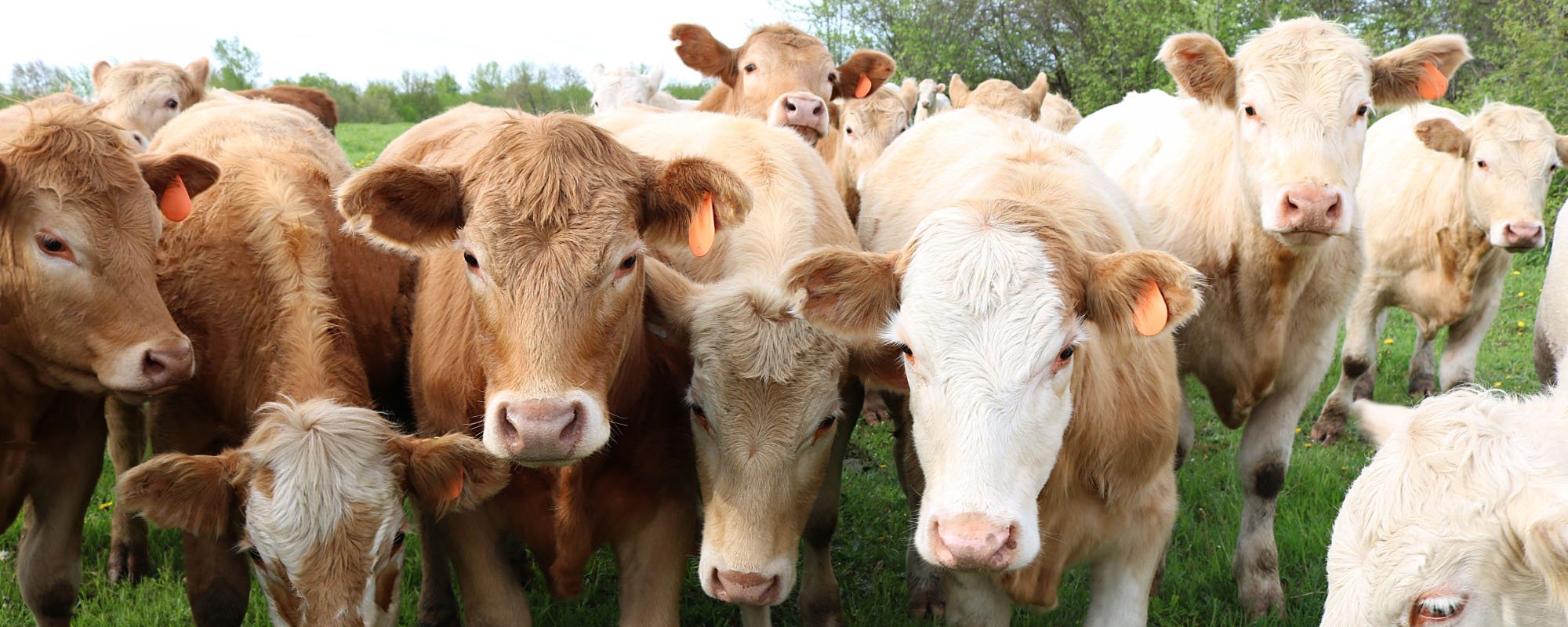 Herd of cows in a field