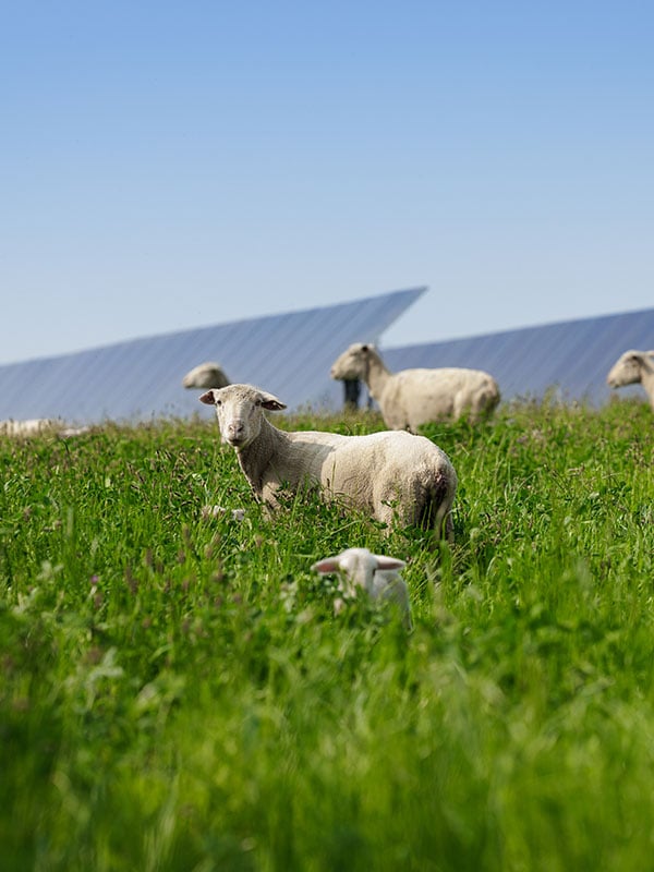 sheep in long grass, solar panels in the background