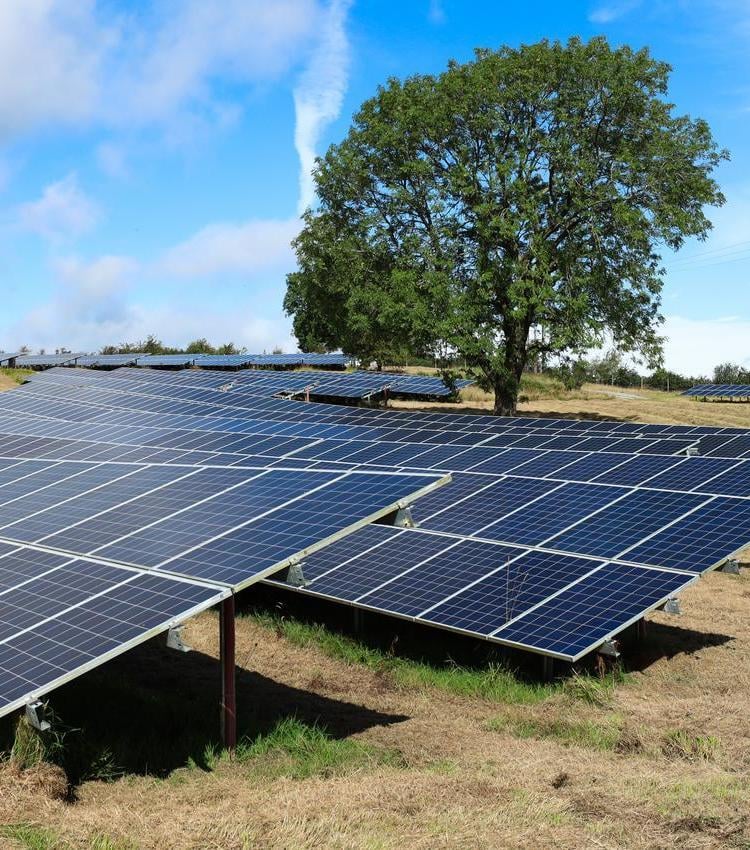 Solar panels in a field, with a large tree in the background