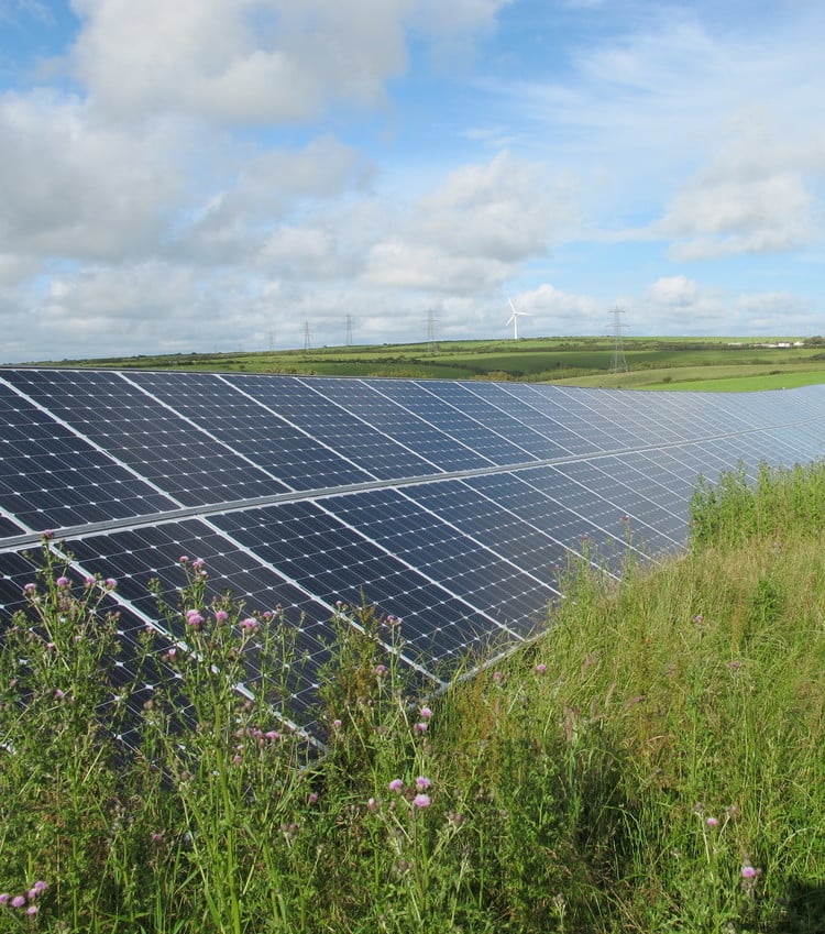 Solar panels with flowers and plants growing in the foreground, green fields in the background and a cloudy blue sky, a wind turbine in the background
