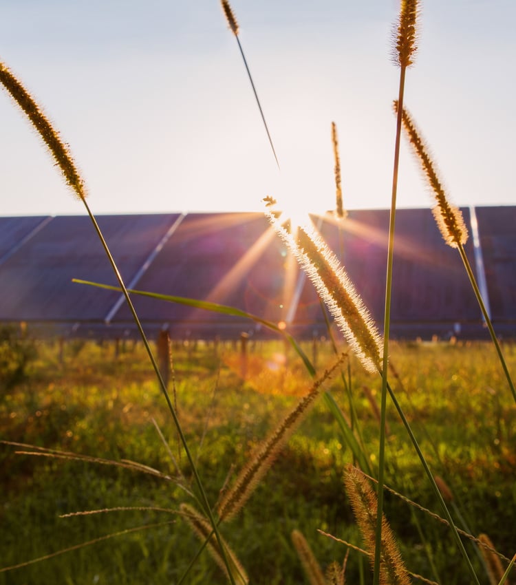 Sunlight shining through tall grass with solar panels visible in the background during golden hour.