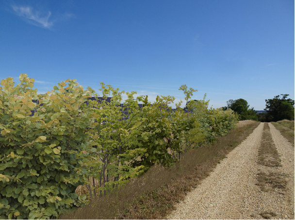 A protective green vegetation screen or hedge obscuring the solar panels from the access track, demonstrating the site's landscaping and visual mitigation measures.

