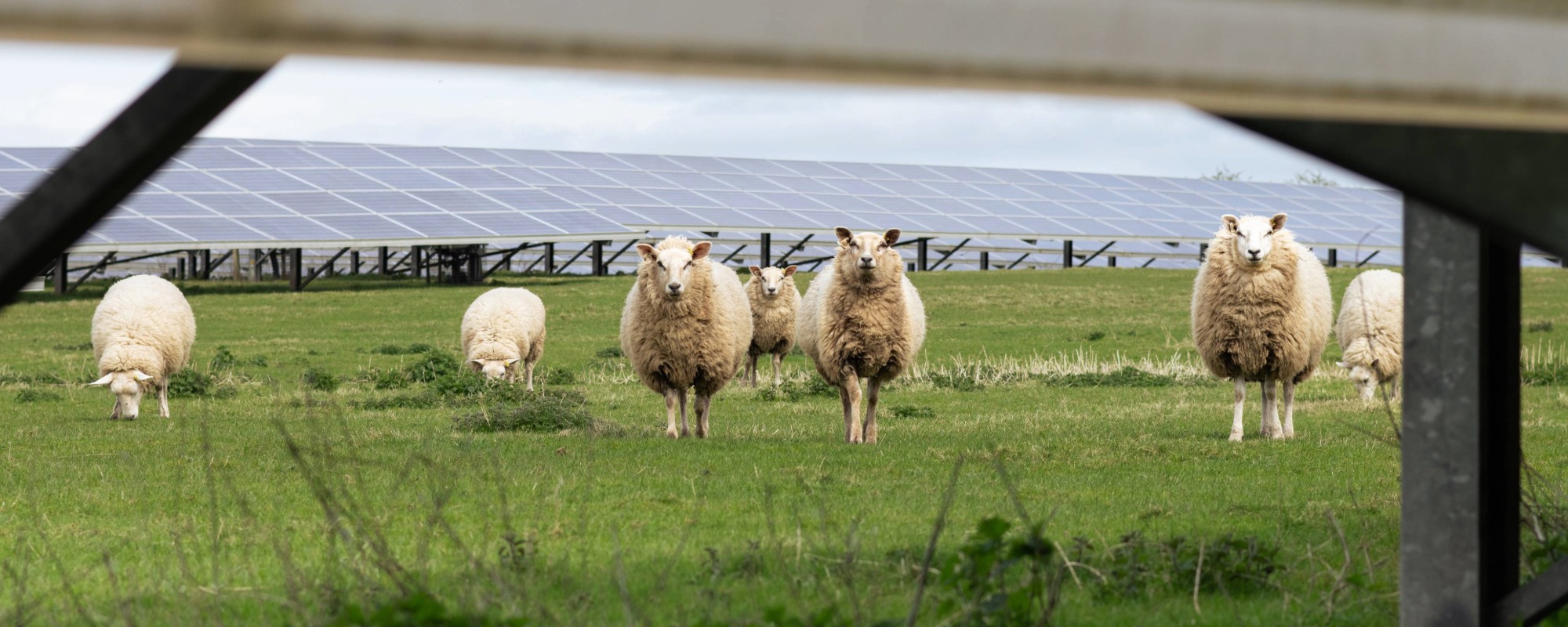 sheep on agrivoltaics solar farm