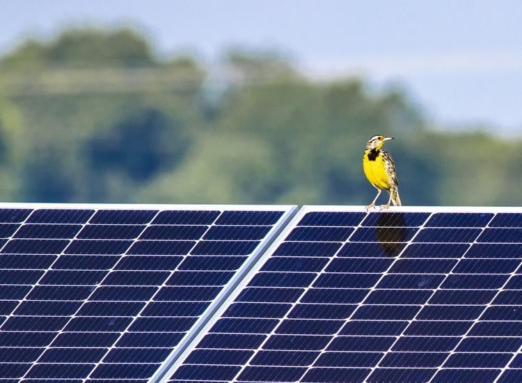 A small yellow and black bird perched on the edge of a solar panel with blurred green trees in the background under a clear sky.