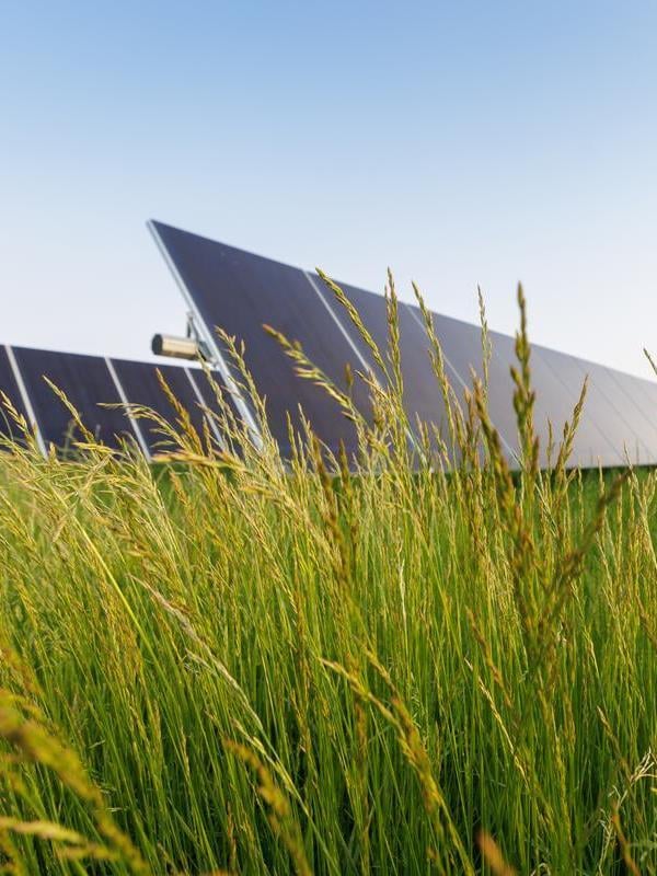 Low, close up shot of long grass, solar panels against a blue sky in the background