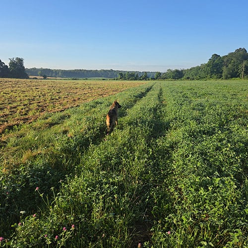 A coastal view from an elevated position showing the sea, cloudy sky, wooden groynes extending into the water, and a shoreline with green trees and a few people walking.
