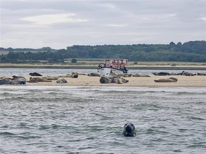 A group of seals lounging on a sandy shore with a small boat full of people nearby, and a single seal's head visible above the water in the foreground, with forested land in the background.