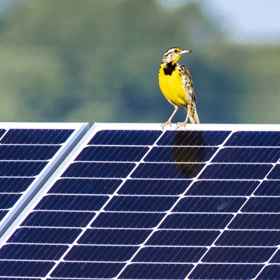 A close up of a yellow bird, perched on top of a solar panel, trees in the background