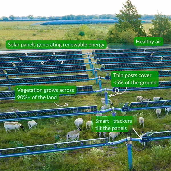 Annotated picture of sheep grazing on a solar farm explaining how solar and agrivoltaics works