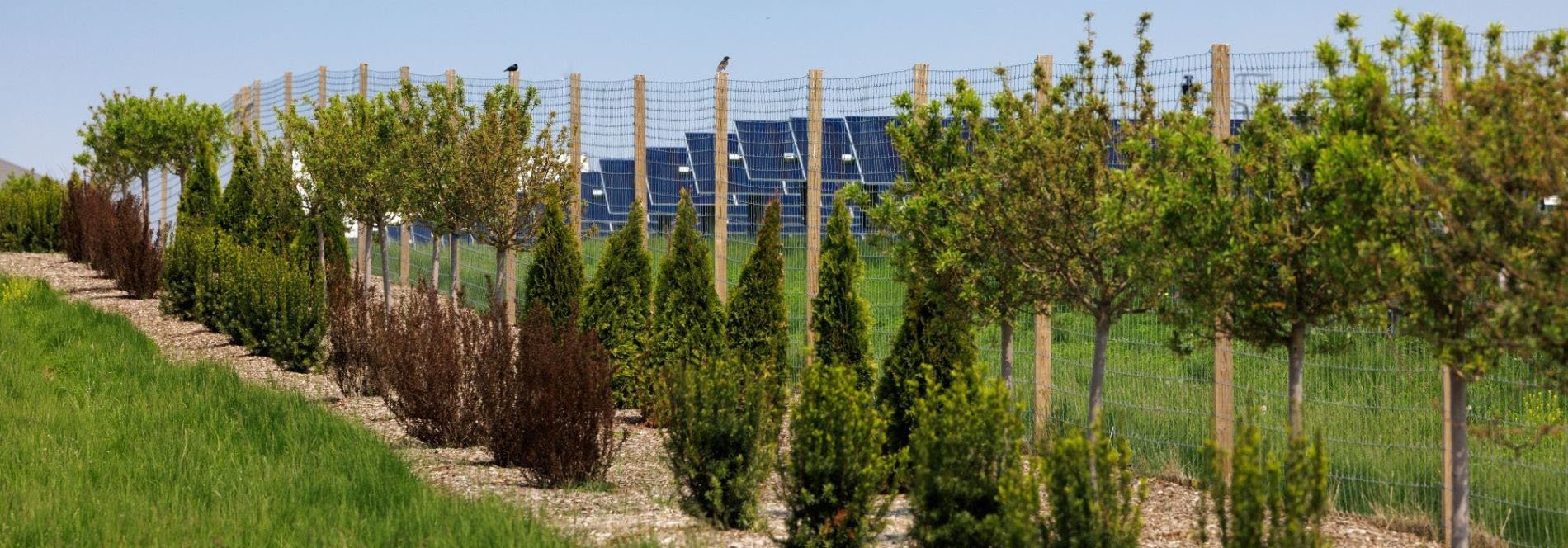 a field of solar panels in the background behind a fence with planted trees and bushes