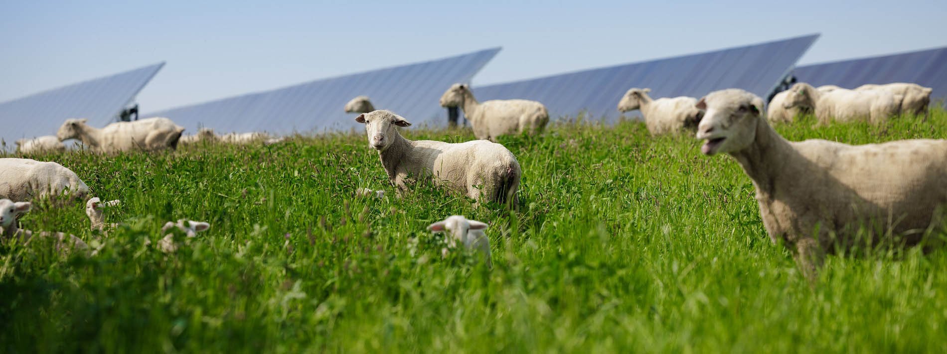 Sheep grazing in long grass, rows of solar panels behind