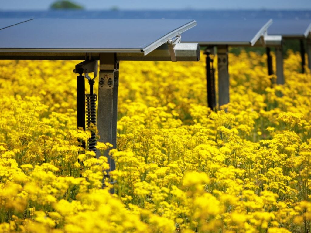 yellow flowers under panels