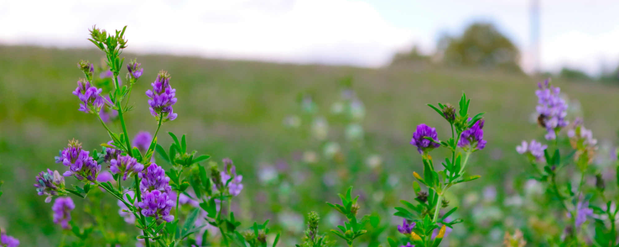 Purple wildflowers bloom in a sunlit green field under a soft sky, with a distant structure blurred in the background.