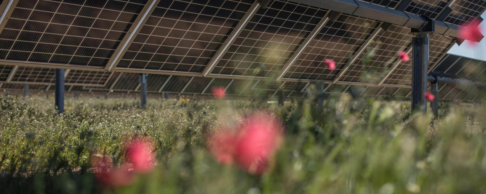 Close-up view of solar panels elevated above a field of wildflowers, with some red flowers in soft focus in the foreground.