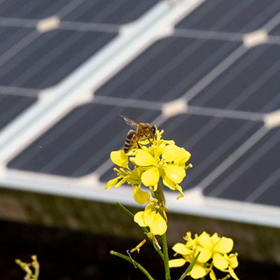 Close-up image of a bee collecting nectar from a vibrant yellow flower, with solar panels blurred in the background, highlighting the coexistence of pollinators and renewable energy.