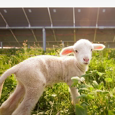 Close-up of a young lamb standing on green grass with solar panels visible in the background, capturing a peaceful and natural scene of livestock grazing near renewable energy installations.