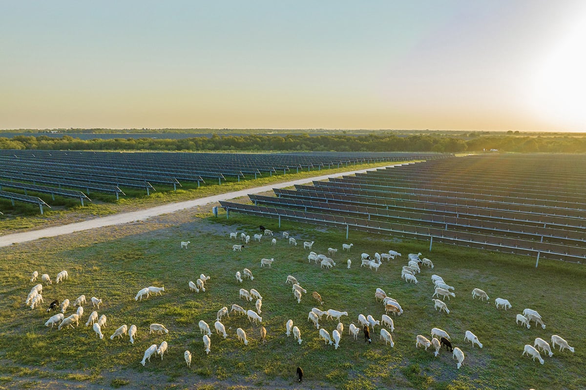 Wide-angle view of a solar farm during sunset with rows of solar panels stretching into the distance and a large flock of sheep grazing on the grass beneath and around the panels, highlighting the integration of renewable energy and sustainable grazing practices.
