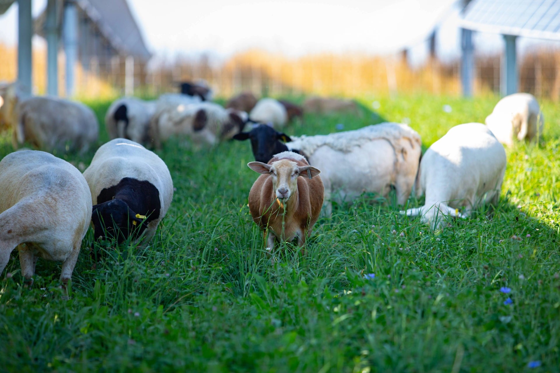Sheep grazing in long grass with solar panels in the background