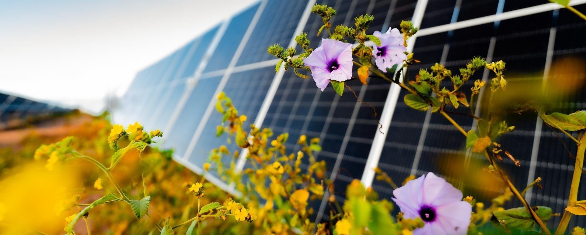 開花的紫色與黃色花朵特寫，背後是一排傾斜朝向天空的太陽能板。