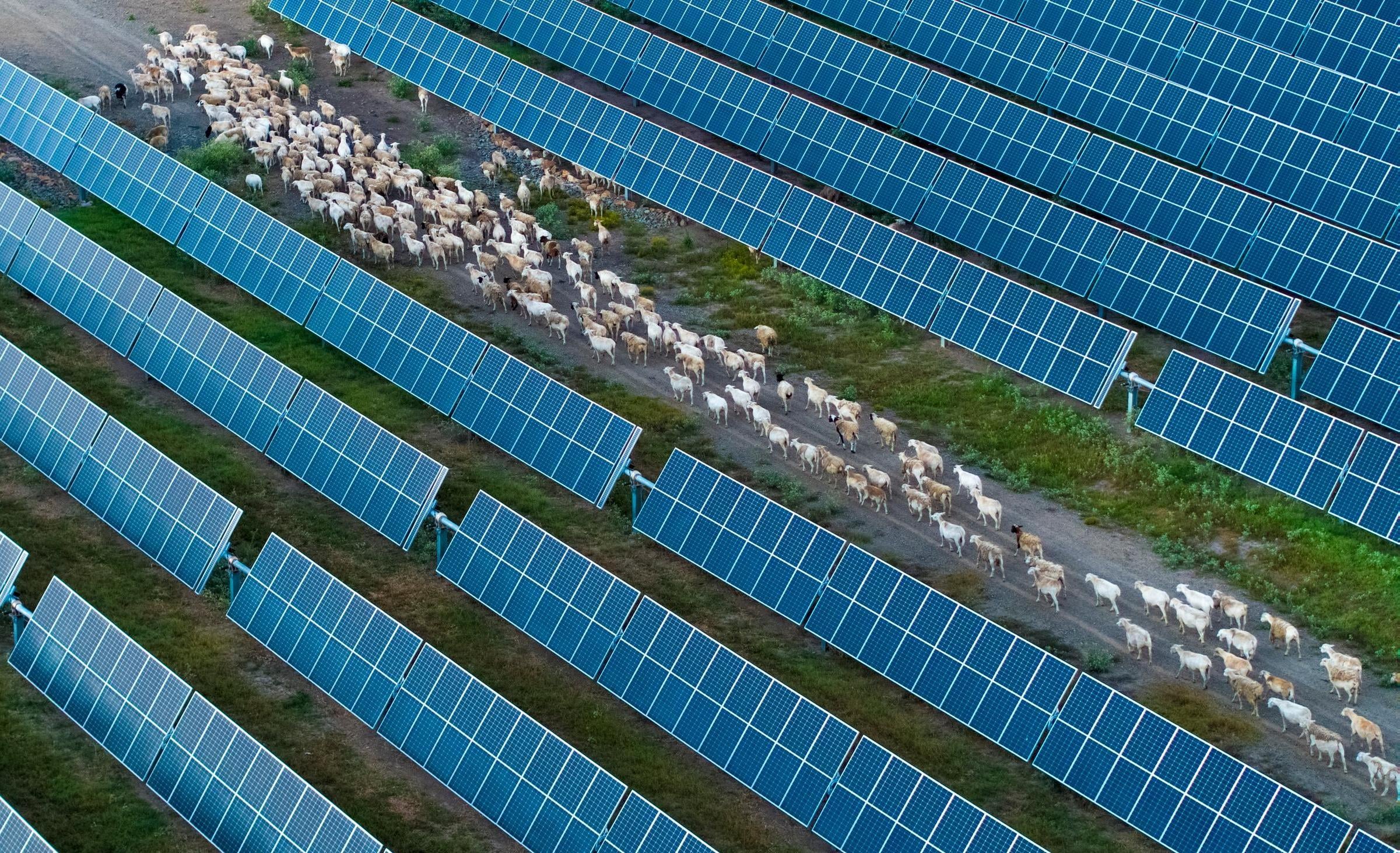 大型太陽能電廠的鳥瞰圖，太陽能板排列成多列，一群羊沿著板間的土路行走。