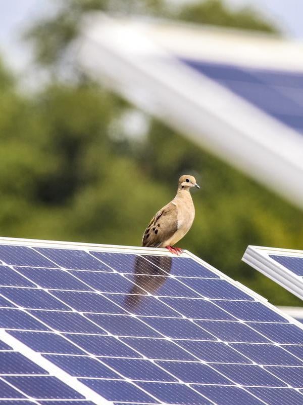 Ein Vogel sitzt auf einem Solarpanel, umgeben von grüner Vegetation.